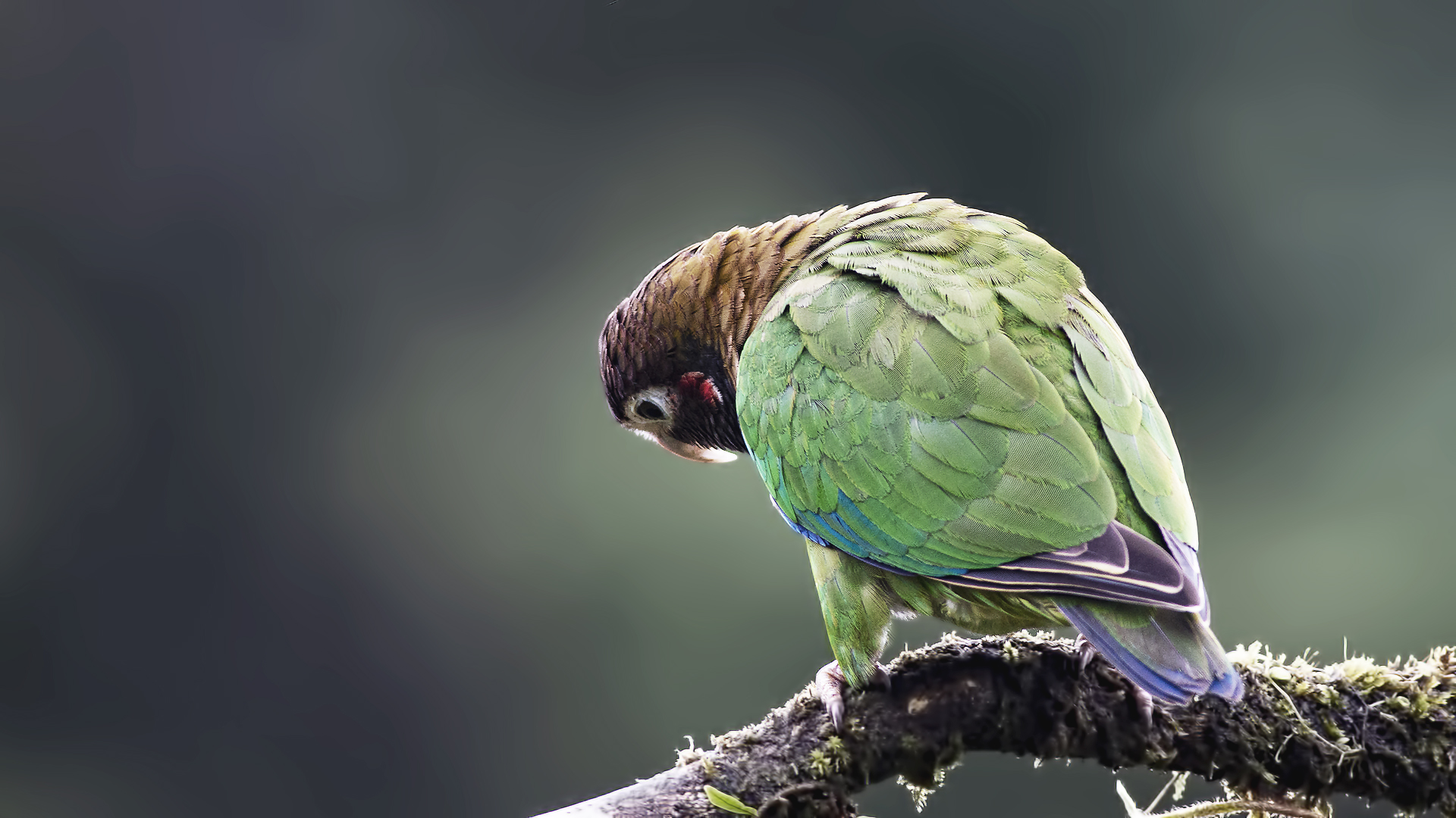 Brown-hooded Parrot